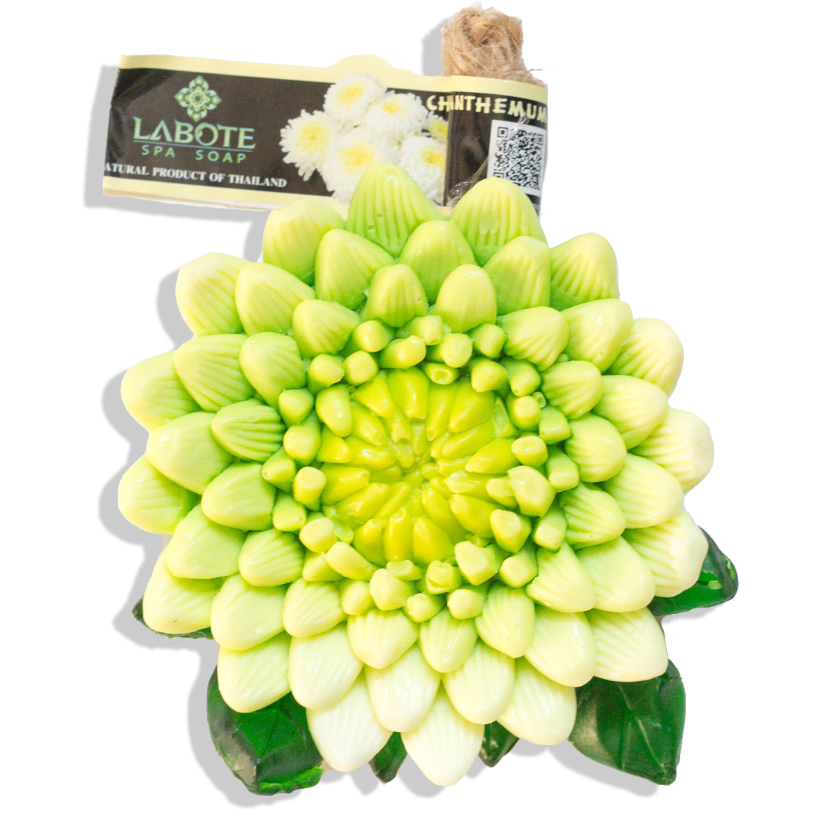 20110125_bulknJpjG99yAmcgG Chrysantheme